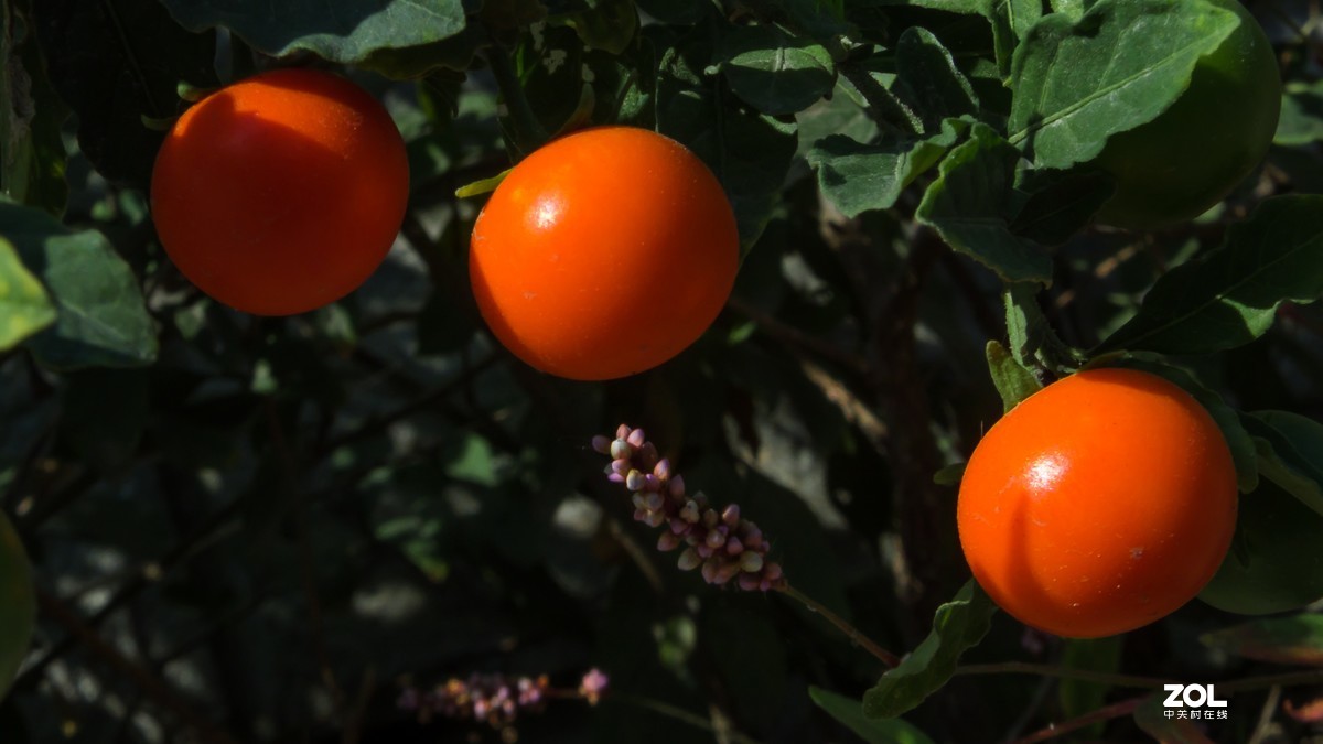 珊瑚樱——富士HS50性价比之王