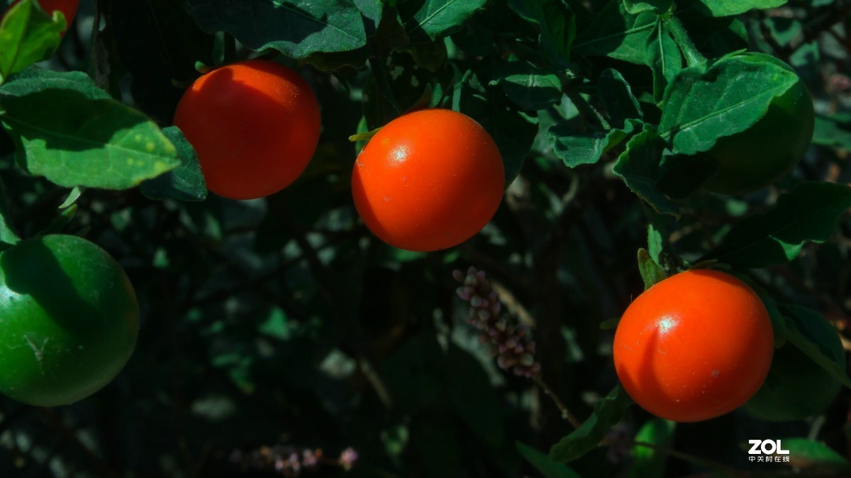 珊瑚樱——富士HS50性价比之王