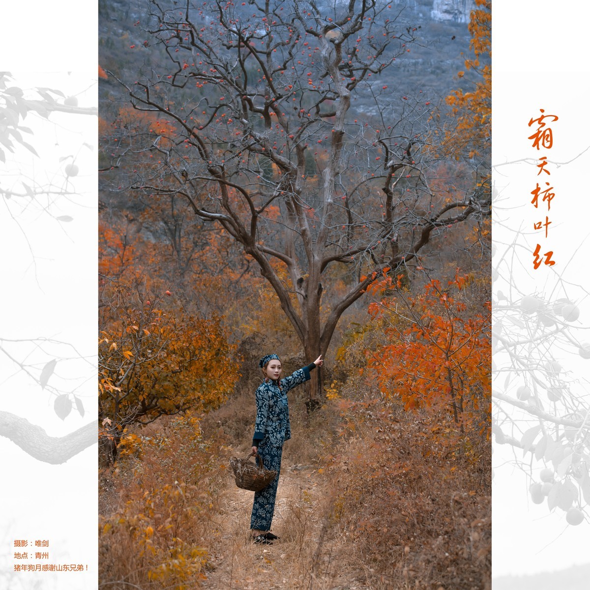 霜天柿叶红