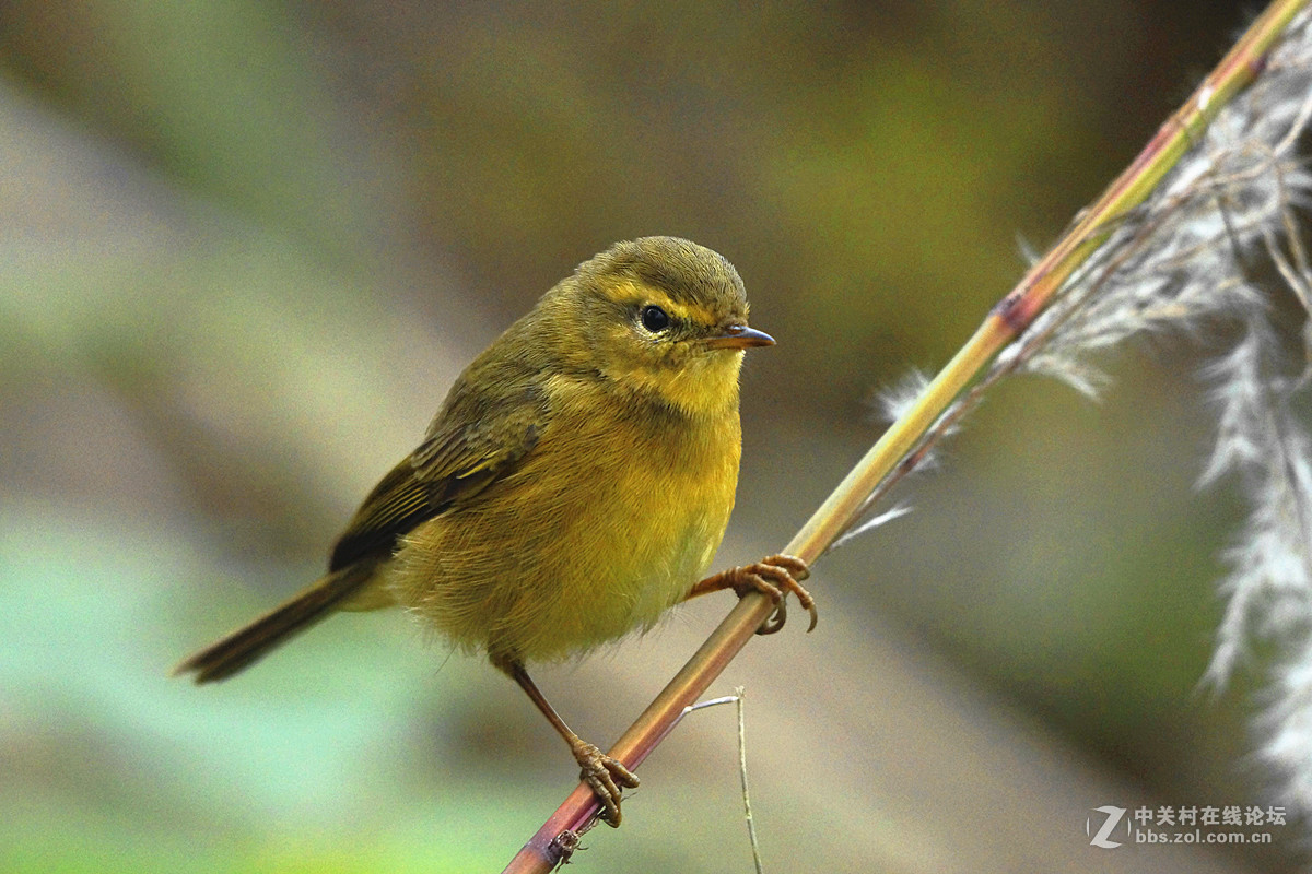 萌萌的黄眉柳莺