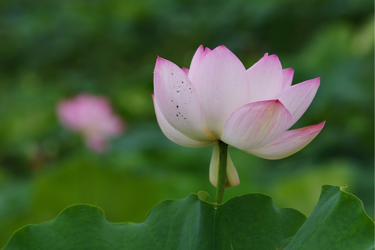 本季最后的荷花
