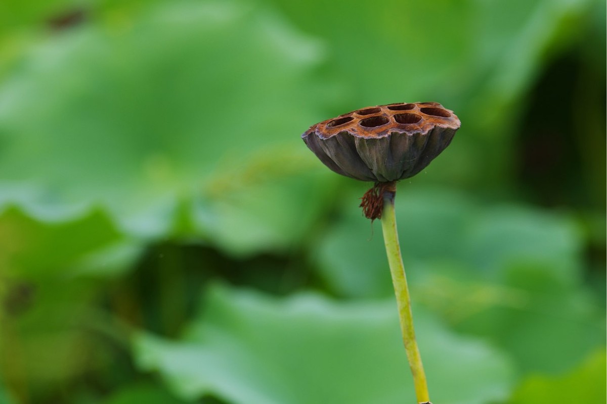 本季最后的荷花