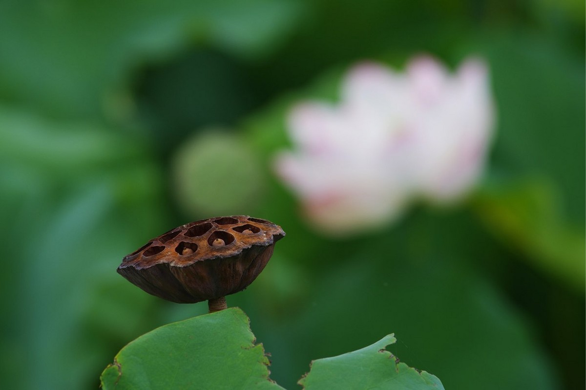 本季最后的荷花