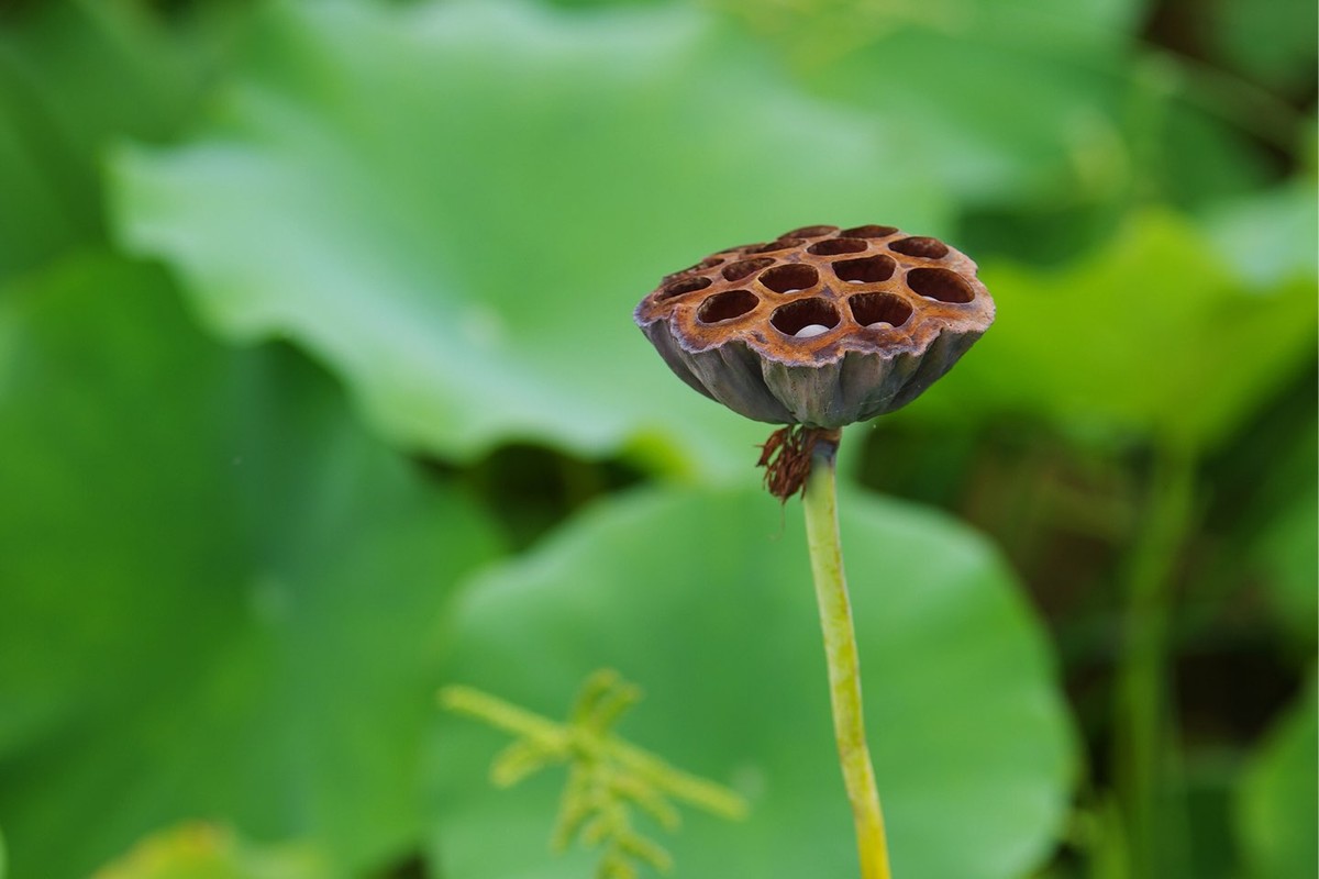 本季最后的荷花