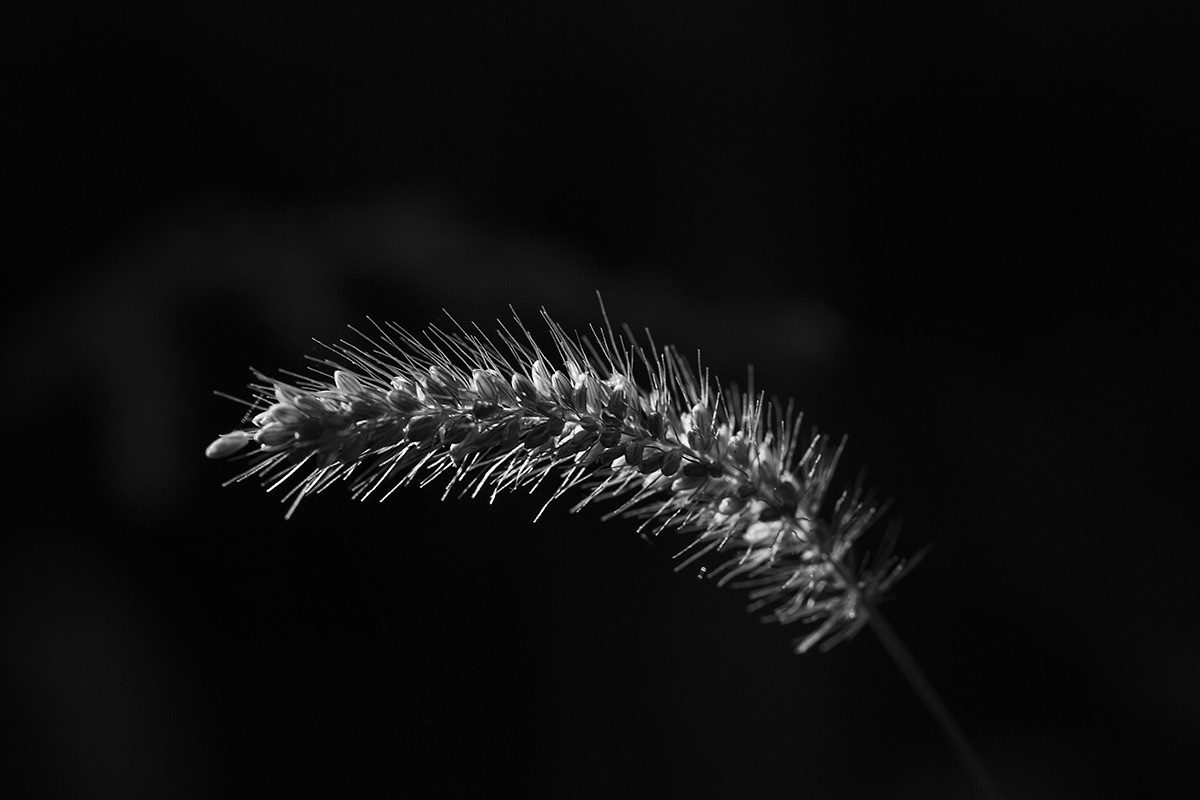 黑白习作——祝凡尘光影好友再担重任