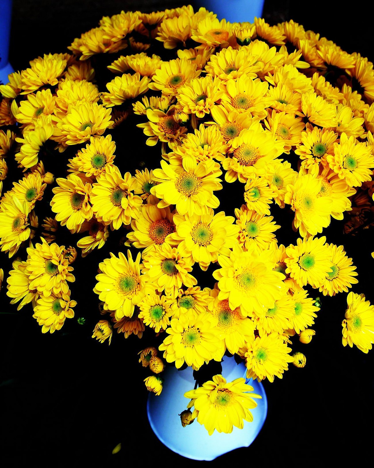 武汉植物园的盆插菊花