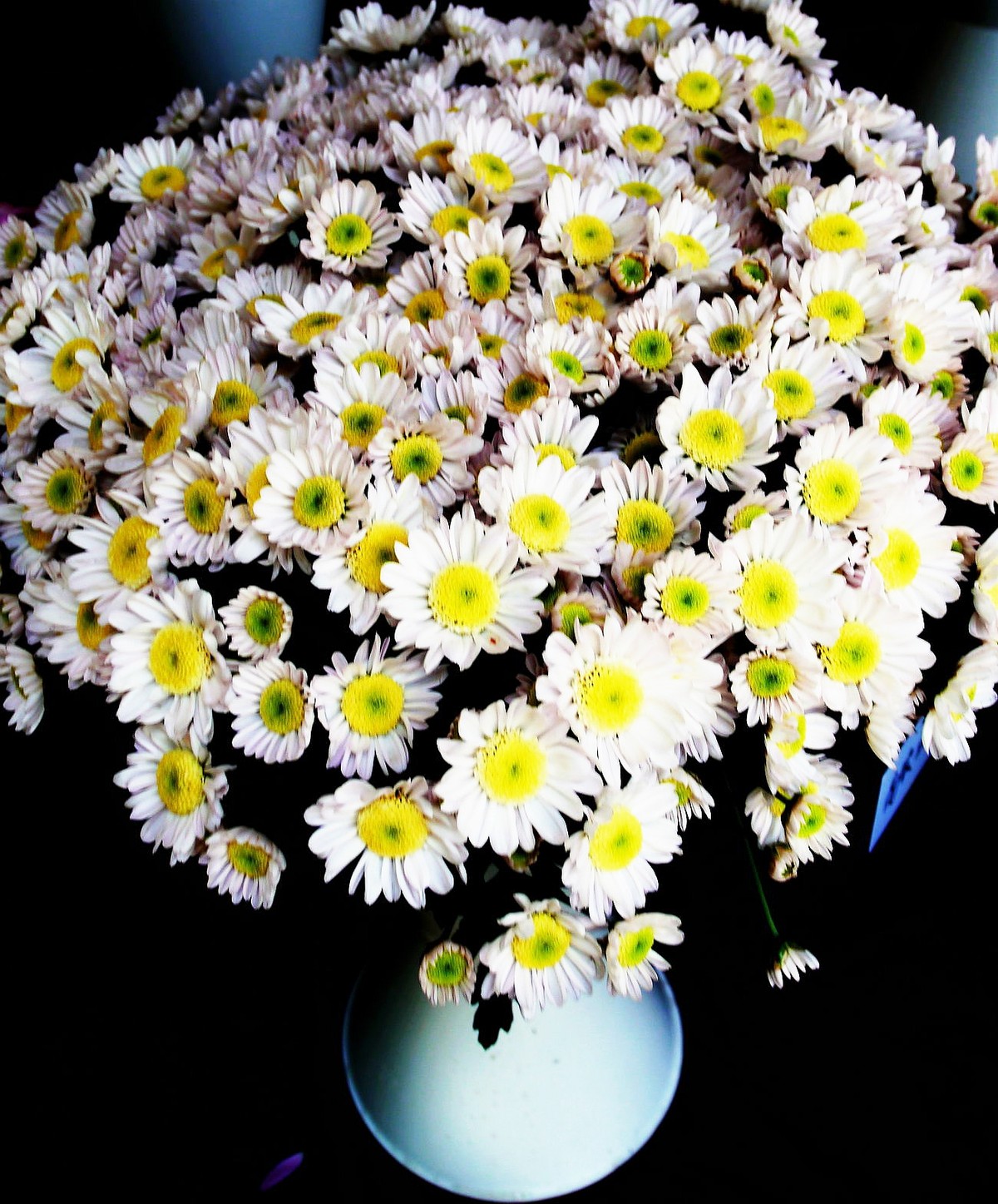 武汉植物园的盆插菊花