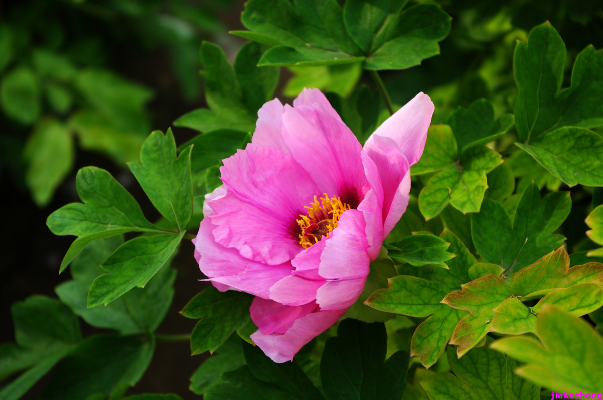 《一组鲜花》贺好友晚之秋任佳能5DSR星空(中国)版主！！！