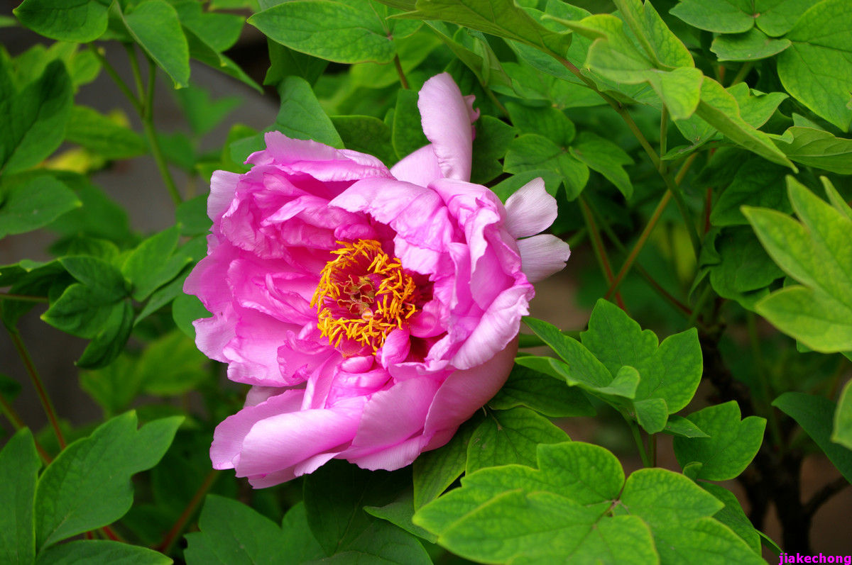 《一组鲜花》贺好友晚之秋任佳能5DSR星空(中国)版主！！！