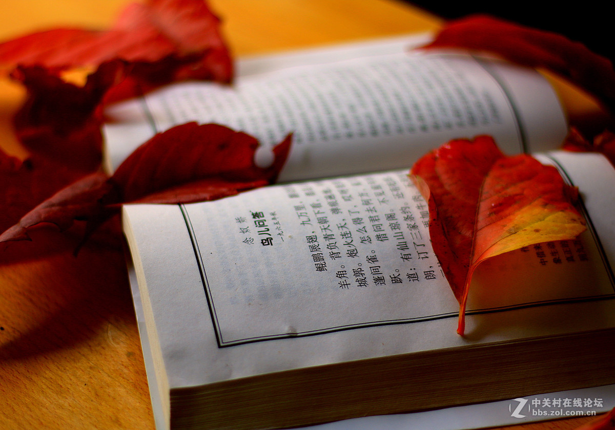 新买佳能镜头:EF50mm f/1.8 STM试镜