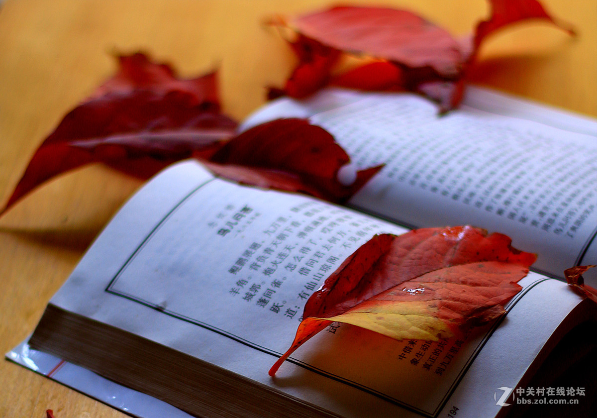 新买佳能镜头:EF50mm f/1.8 STM试镜