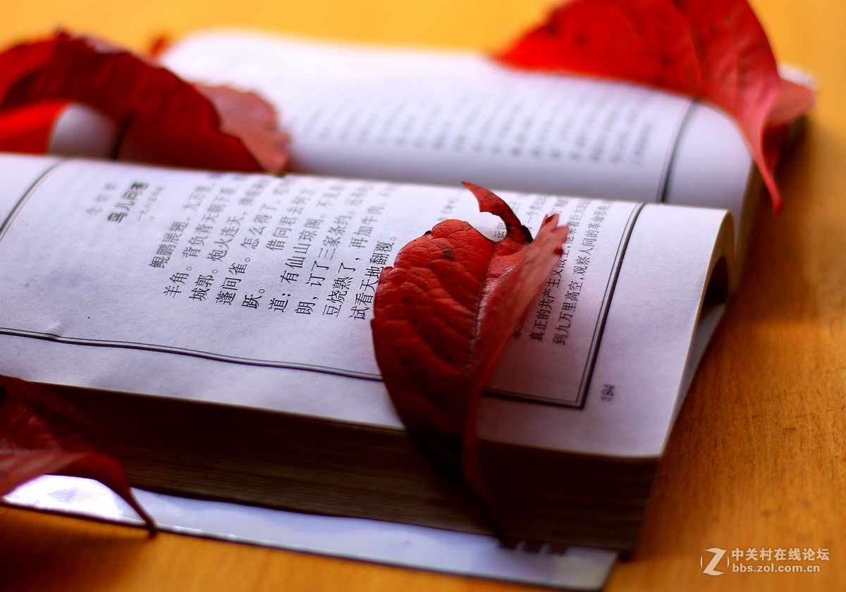 新买佳能镜头:EF50mm f/1.8 STM试镜