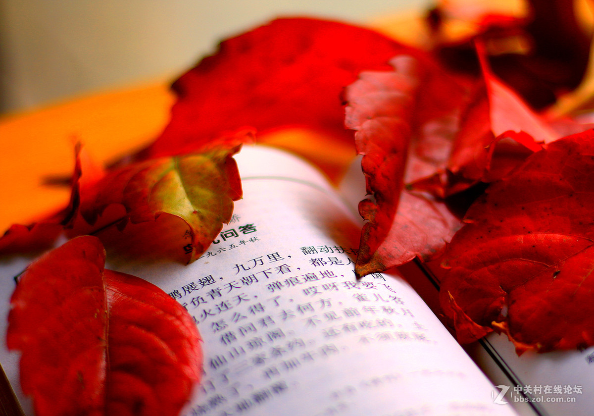 新买佳能镜头:EF50mm f/1.8 STM试镜