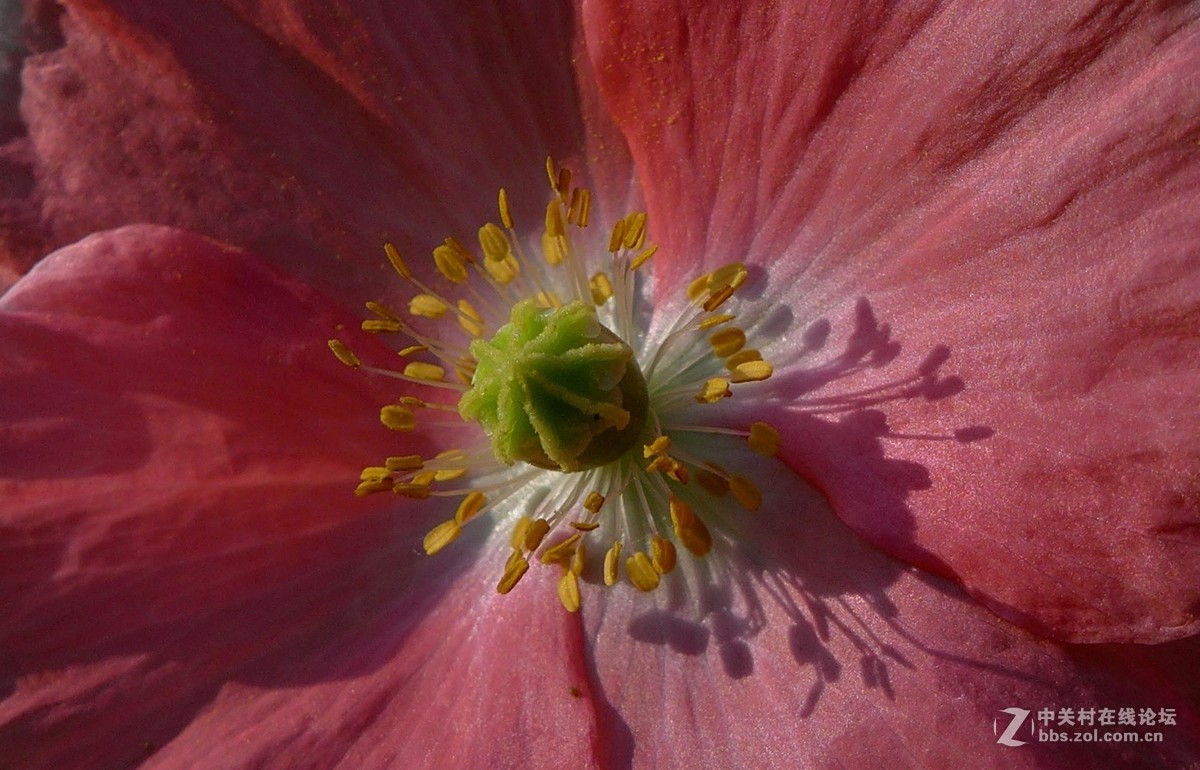 散步随拍30(草花小景)，请多多指教。