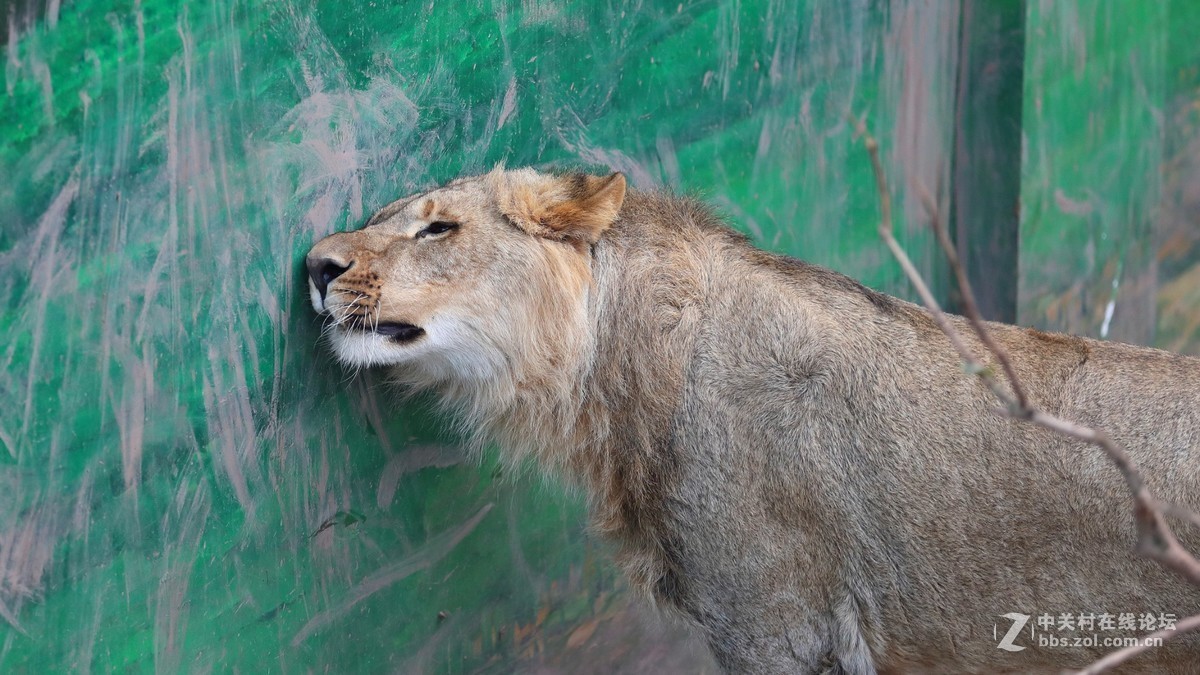 周末陪孩子又去动物园拍摄~狮王篇