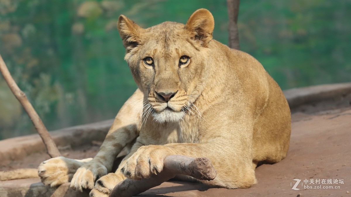 周末陪孩子又去动物园拍摄~狮王篇