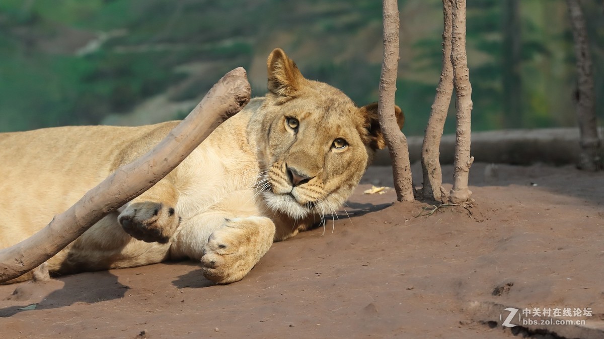周末陪孩子又去动物园拍摄~狮王篇
