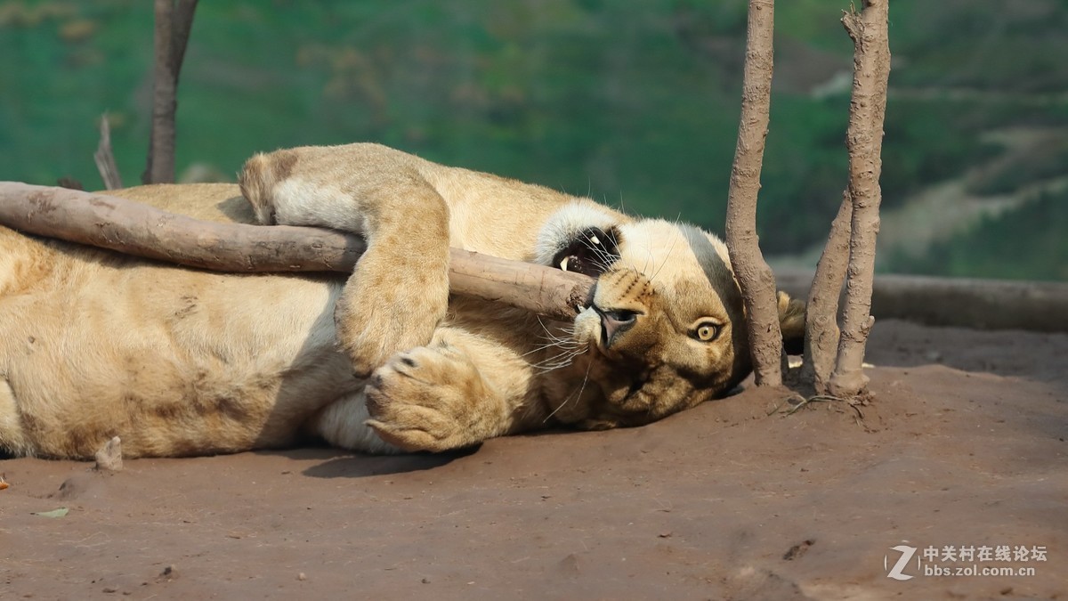 周末陪孩子又去动物园拍摄~狮王篇