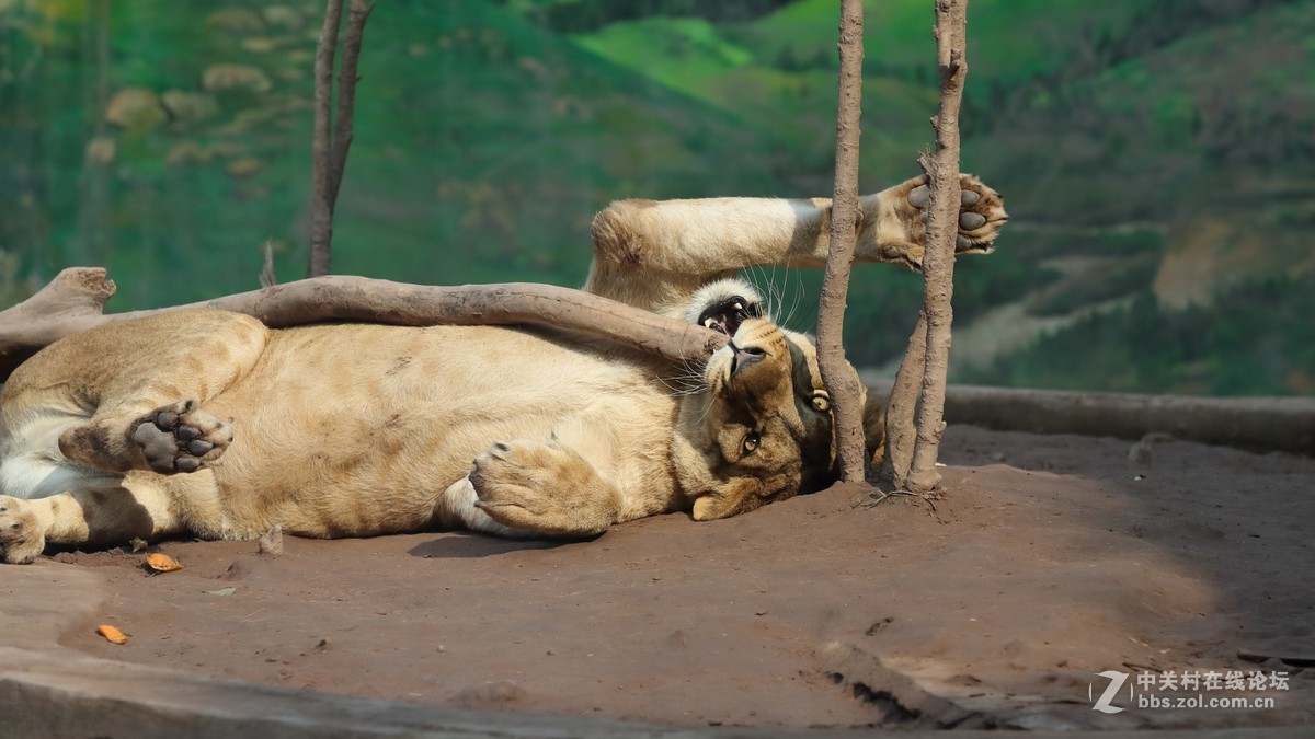 周末陪孩子又去动物园拍摄~狮王篇