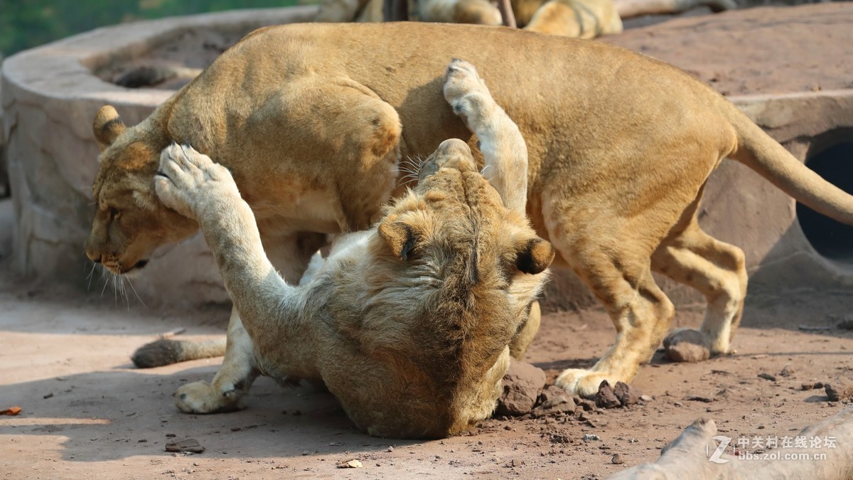 周末陪孩子又去动物园拍摄~狮王篇