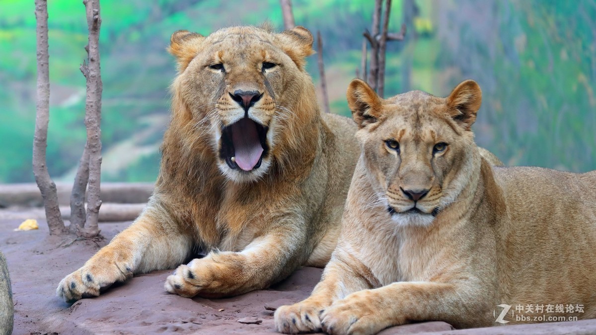 周末陪孩子又去动物园拍摄~狮王篇