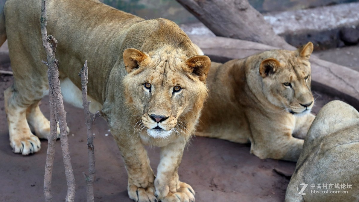 周末陪孩子又去动物园拍摄~狮王篇