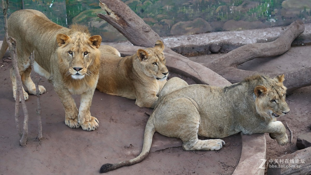周末陪孩子又去动物园拍摄~狮王篇