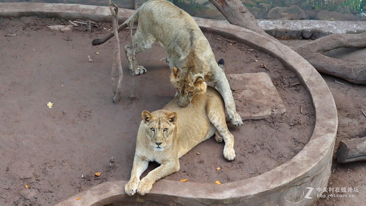 周末陪孩子又去动物园拍摄~狮王篇