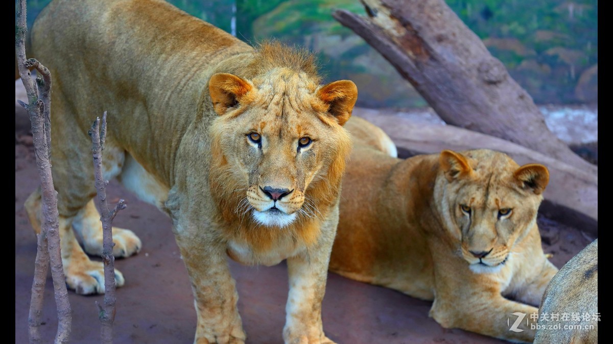 周末陪孩子又去动物园拍摄~狮王篇