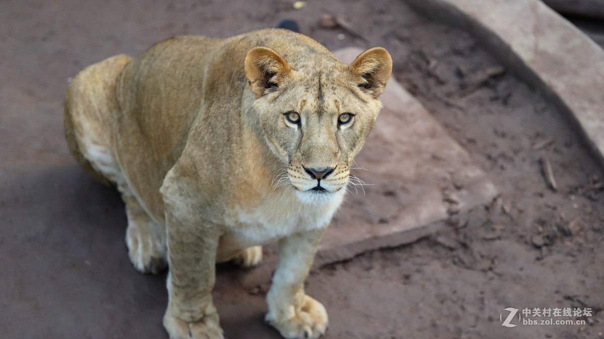 周末陪孩子又去动物园拍摄~狮王篇