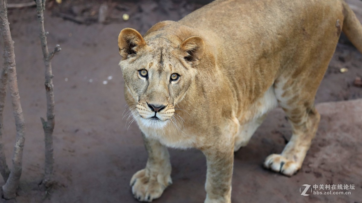 周末陪孩子又去动物园拍摄~狮王篇