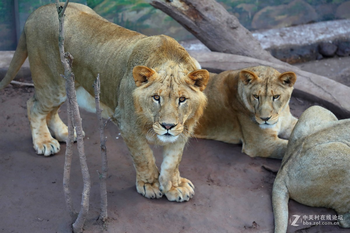 周末陪孩子又去动物园拍摄~狮王篇