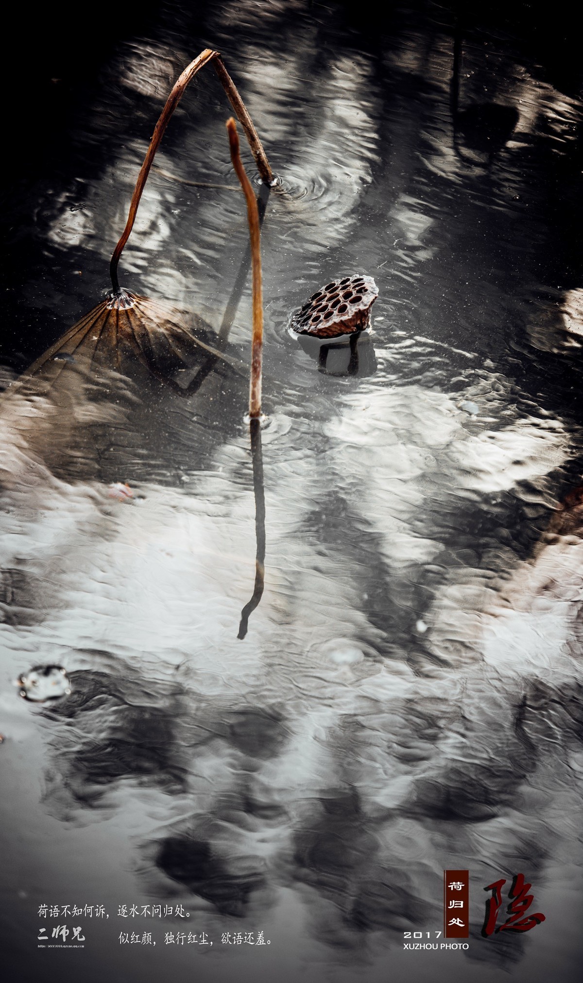 隐【荷归处】晚秋残荷