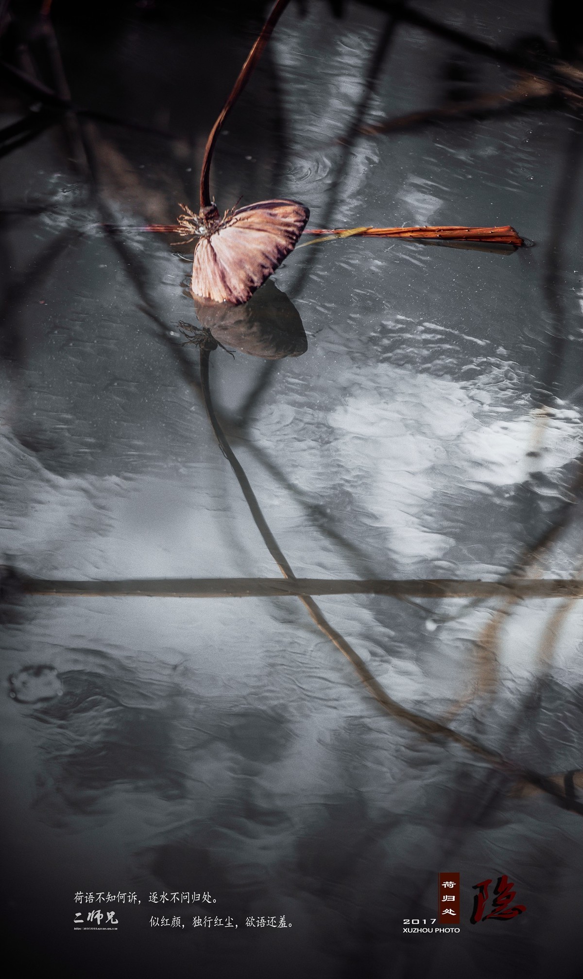 隐【荷归处】晚秋残荷