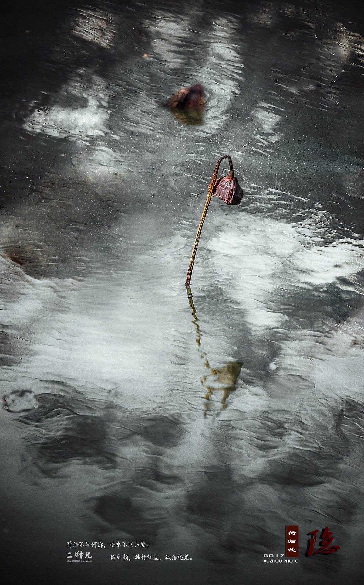 隐【荷归处】晚秋残荷