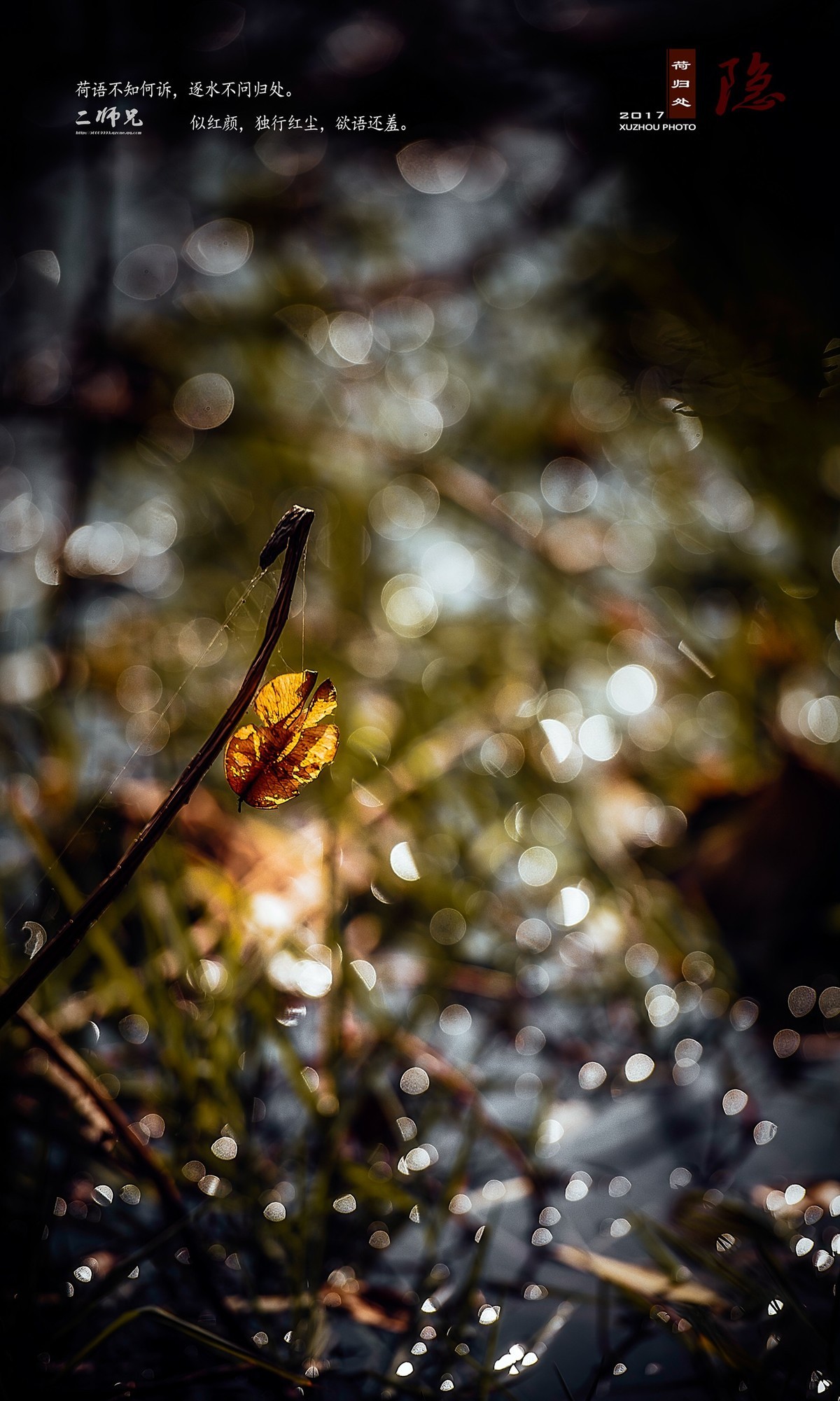 隐【荷归处】晚秋残荷