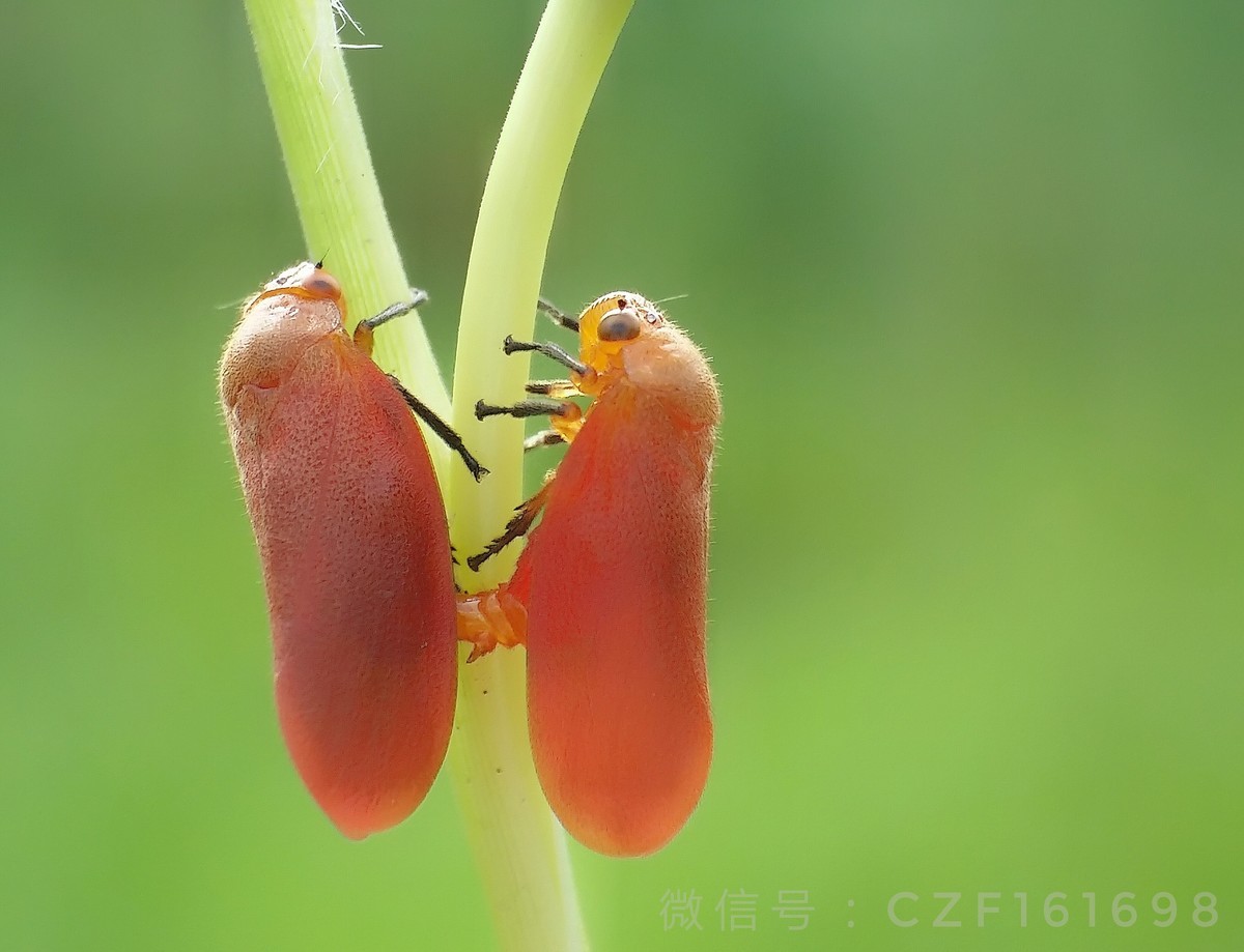 红沫蝉（手机微距摄影）