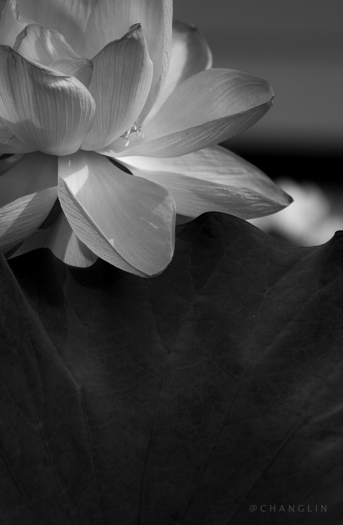 作品集一季幽莲单色部分