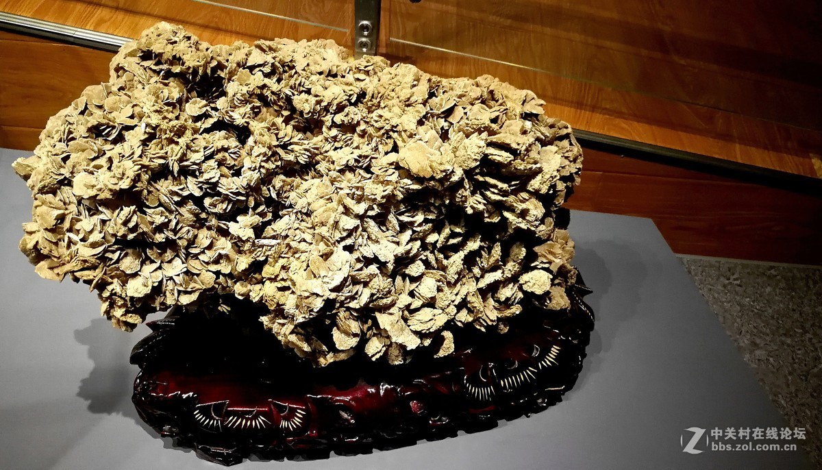 2018【药王庙的花卉、石头随拍】（手机版）