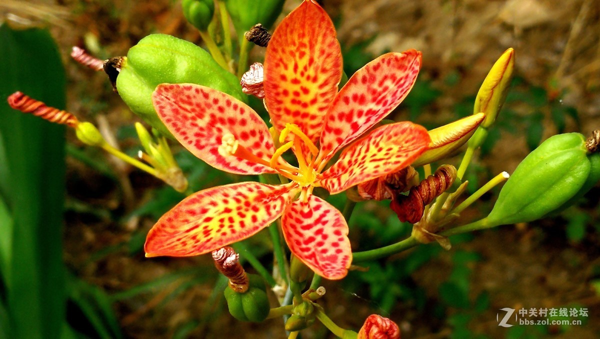 2018【药王庙的花卉、石头随拍】（手机版）