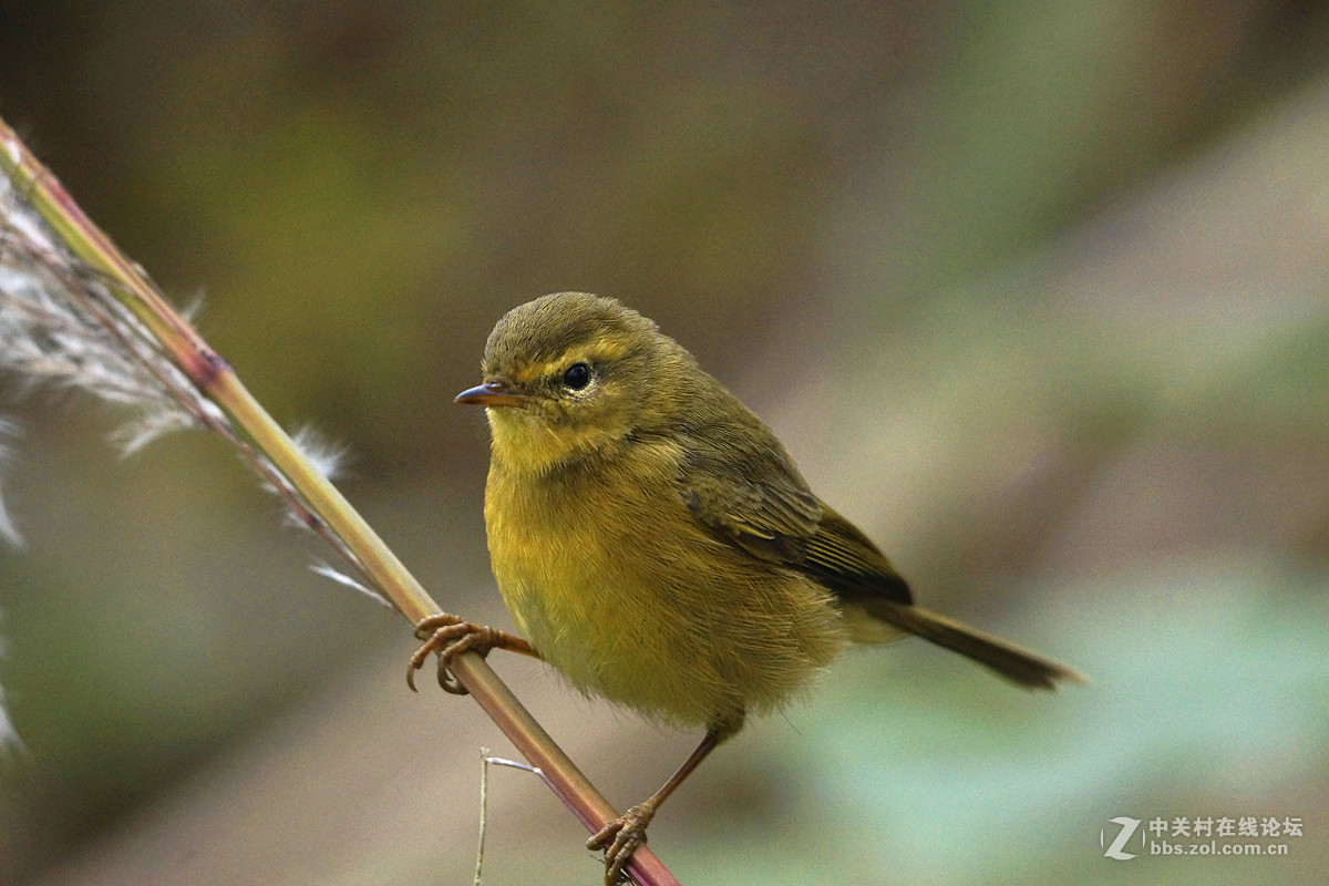 萌萌的黄眉柳莺