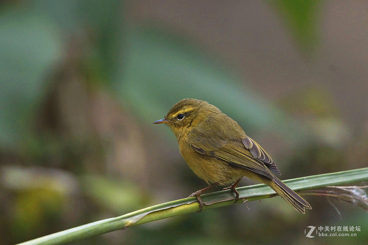 萌萌的黄眉柳莺