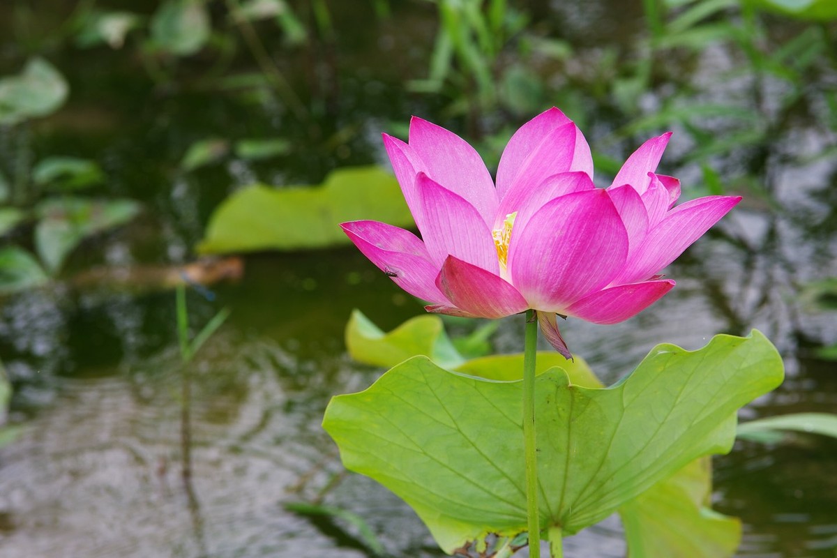 本季最后的荷花
