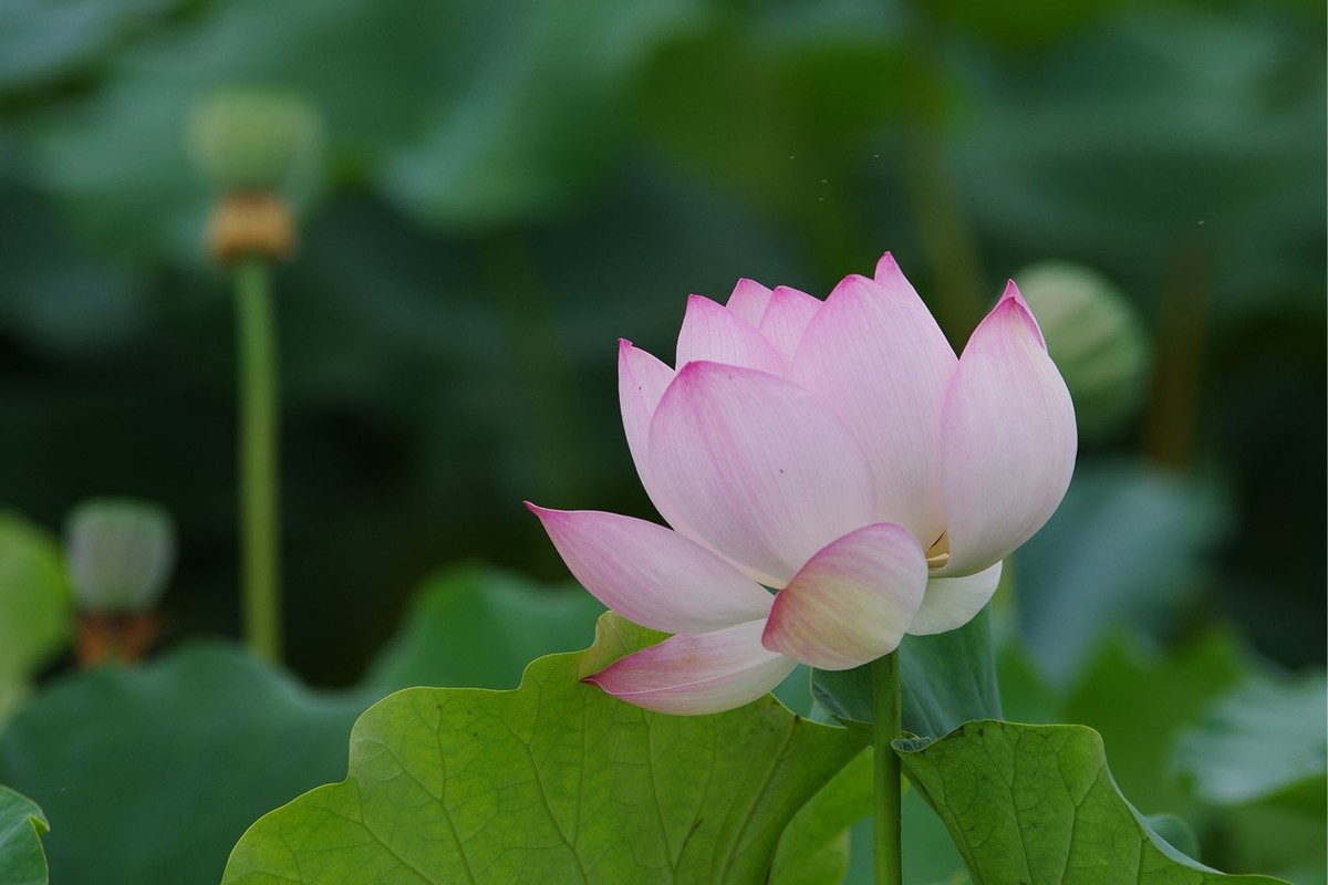 本季最后的荷花