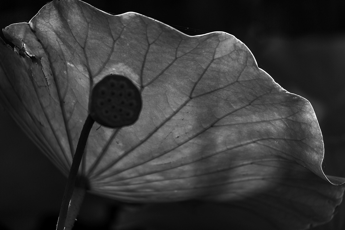 黑白习作——祝凡尘光影好友再担重任