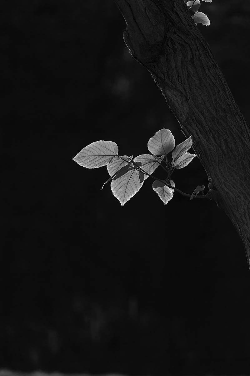 黑白习作——祝凡尘光影好友再担重任