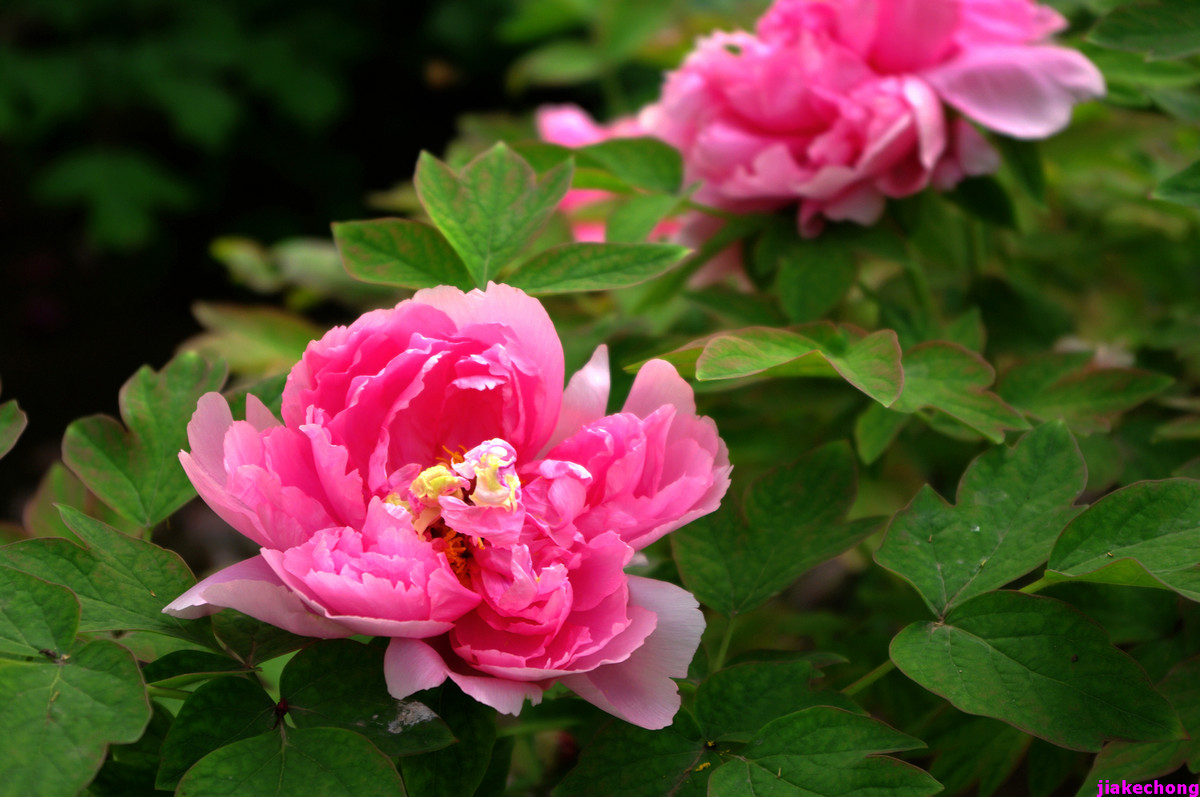 《一组鲜花》贺好友晚之秋任佳能5DSR星空(中国)版主！！！