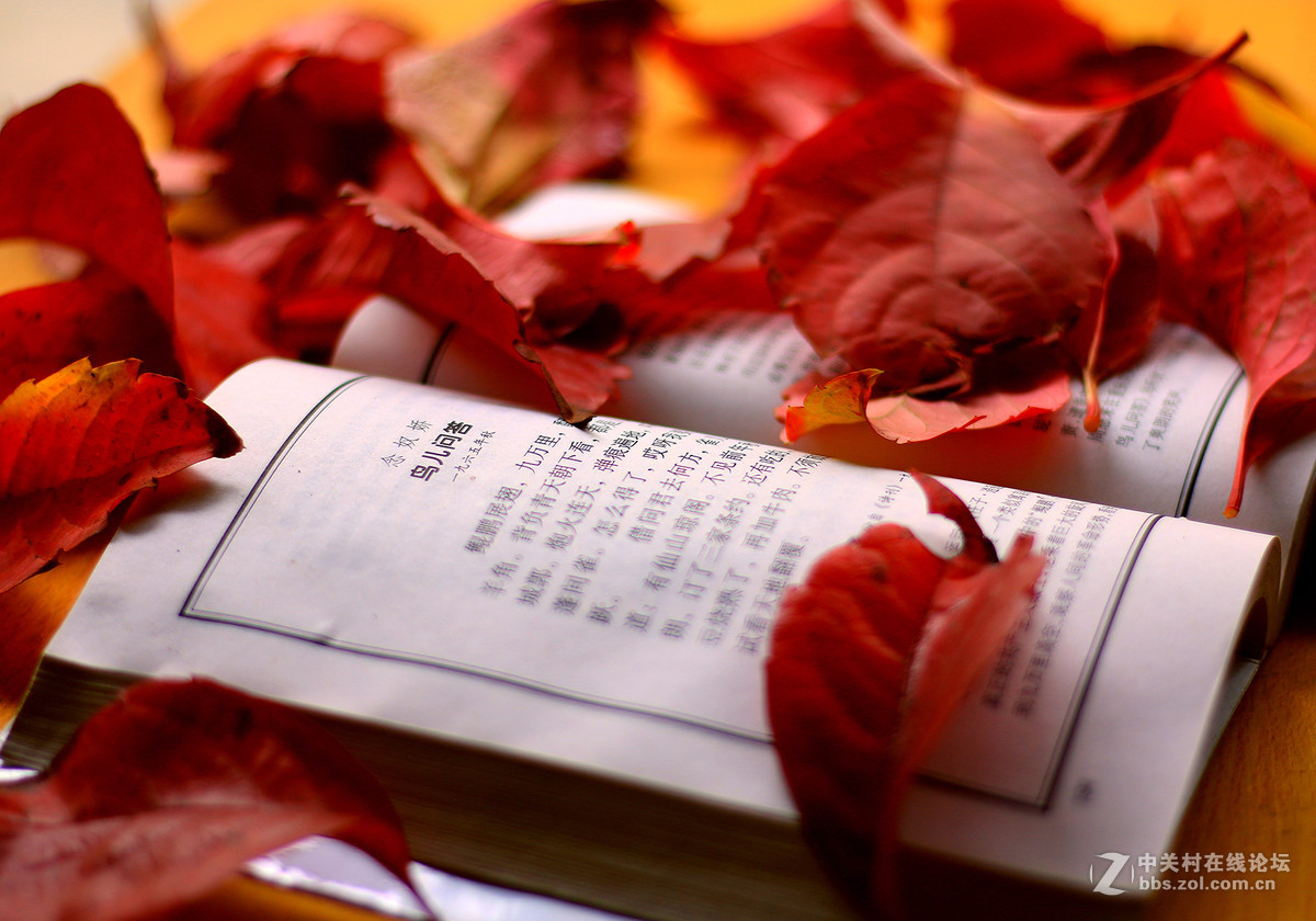 新买佳能镜头:EF50mm f/1.8 STM试镜