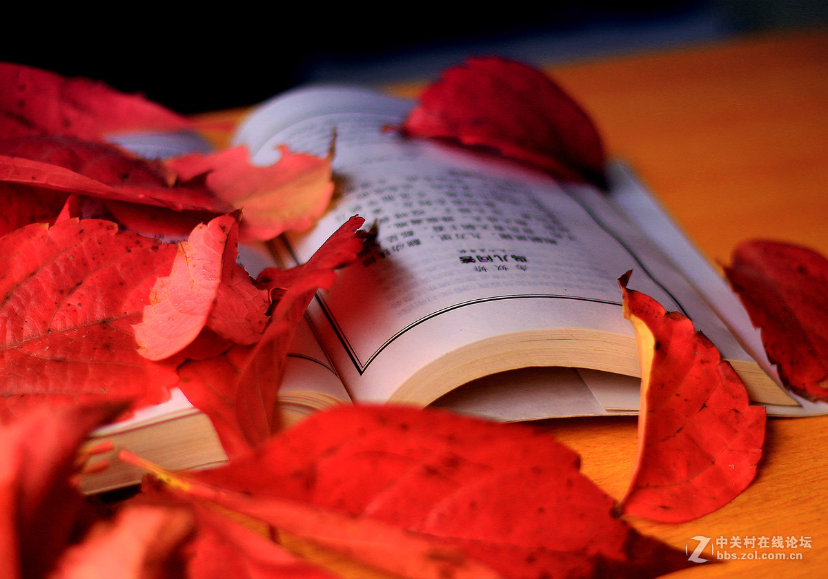 新买佳能镜头:EF50mm f/1.8 STM试镜