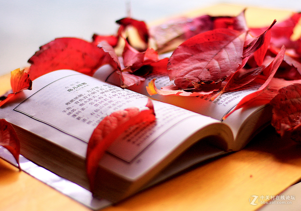 新买佳能镜头:EF50mm f/1.8 STM试镜